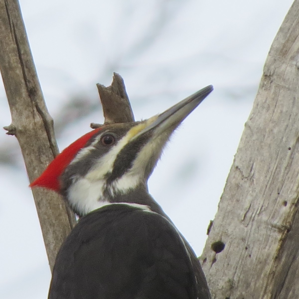 Pileated Woodpecker - ML216375971