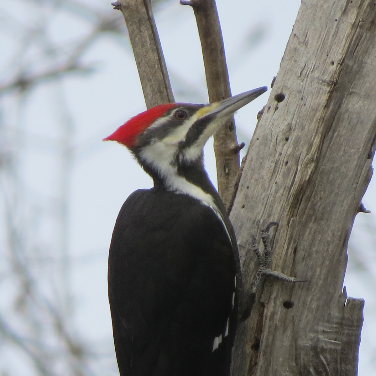 Pileated Woodpecker - ML216375991