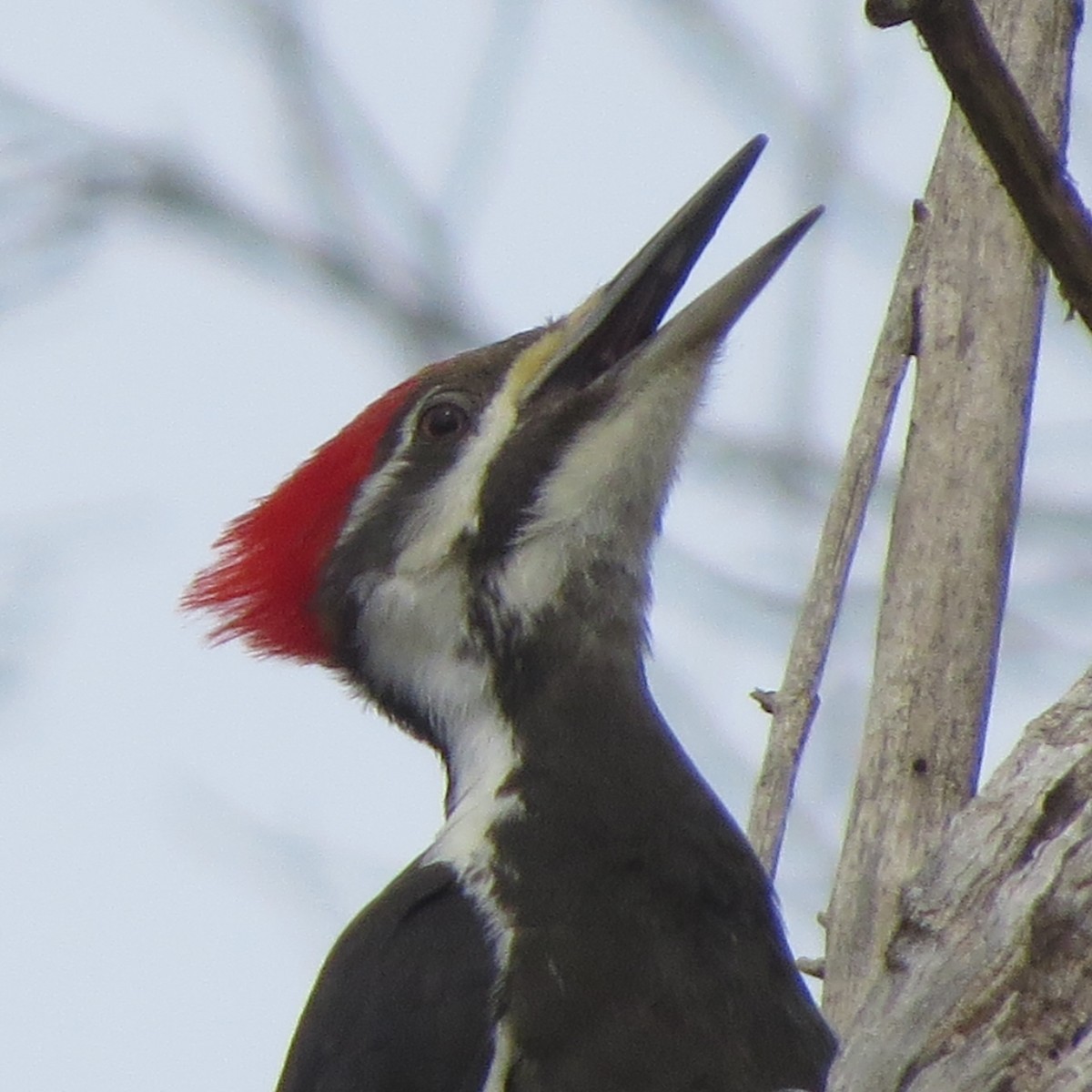 Pileated Woodpecker - ML216376141