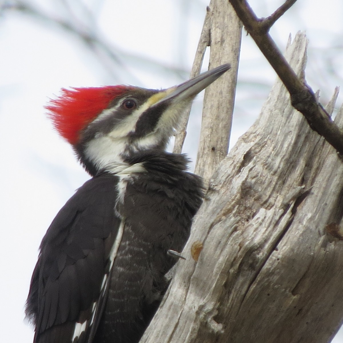 Pileated Woodpecker - ML216376181