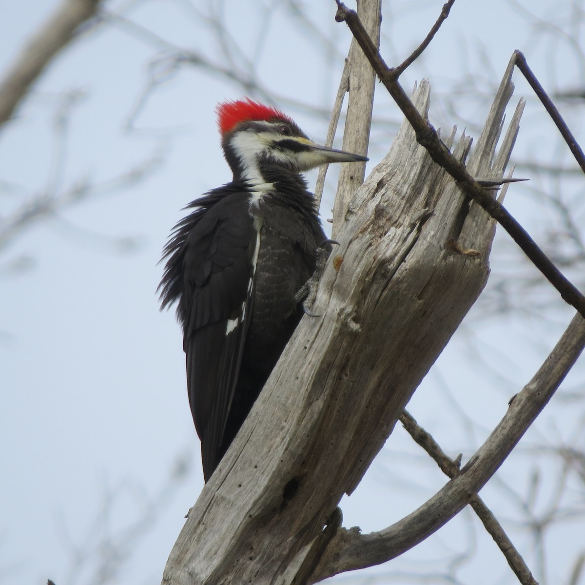 Pileated Woodpecker - ML216376211