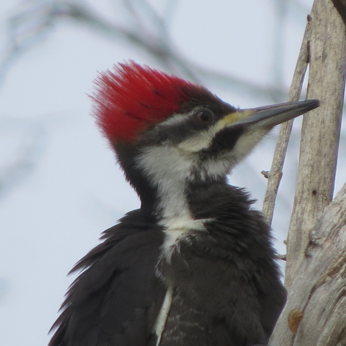 Pileated Woodpecker - ML216376321