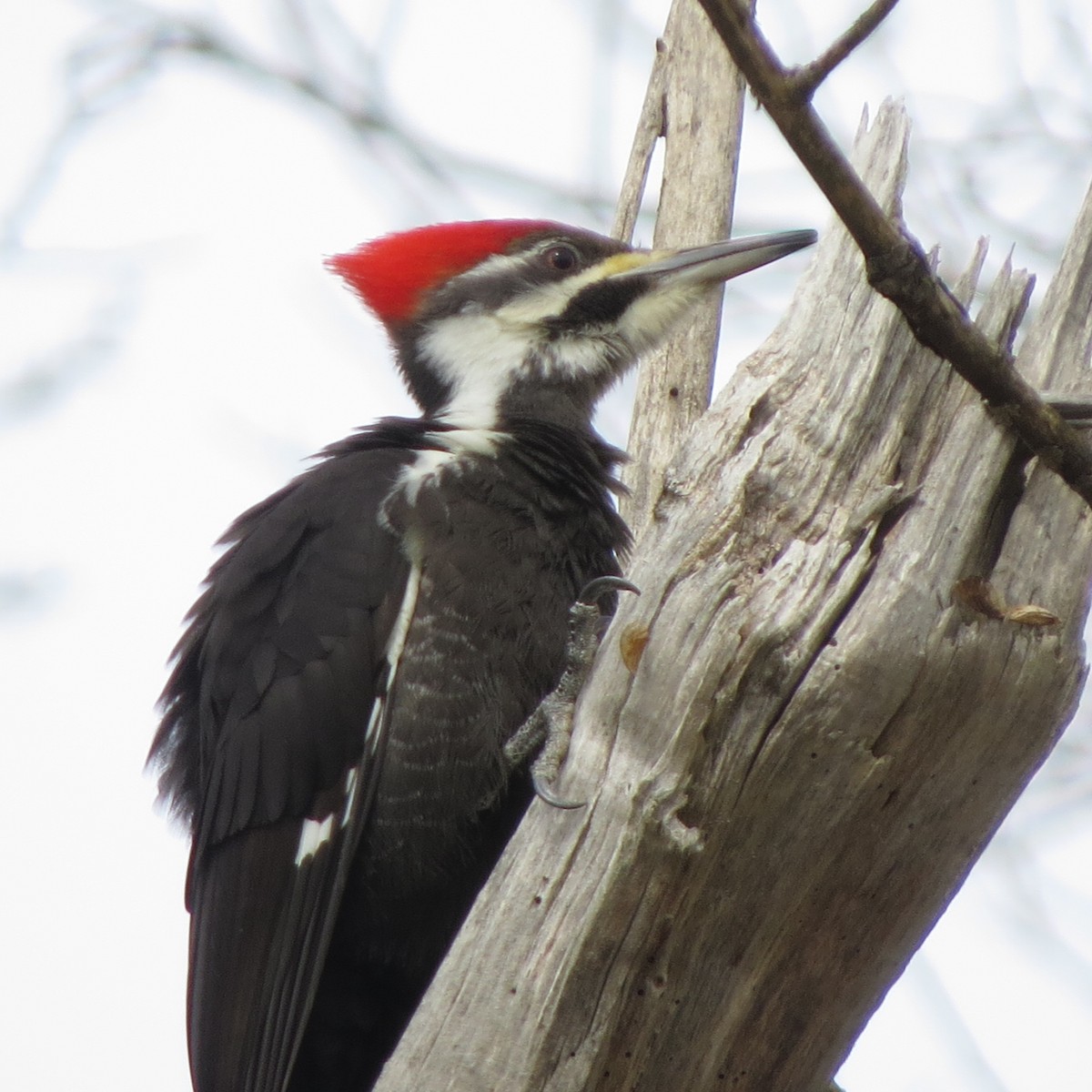 Pileated Woodpecker - ML216376331