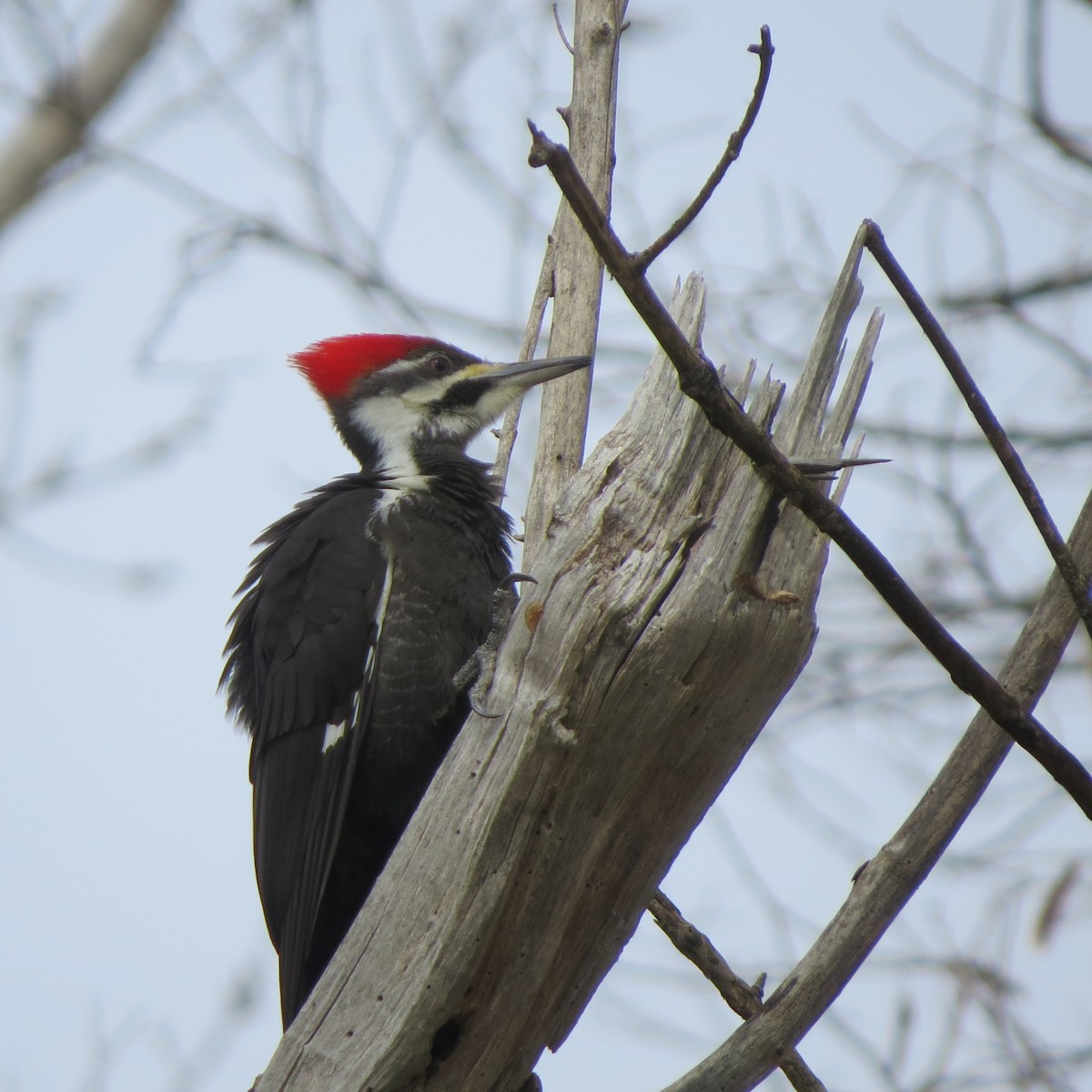 Pileated Woodpecker - ML216376341