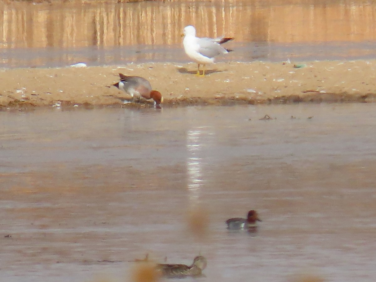 Eurasian Wigeon - ML216376851