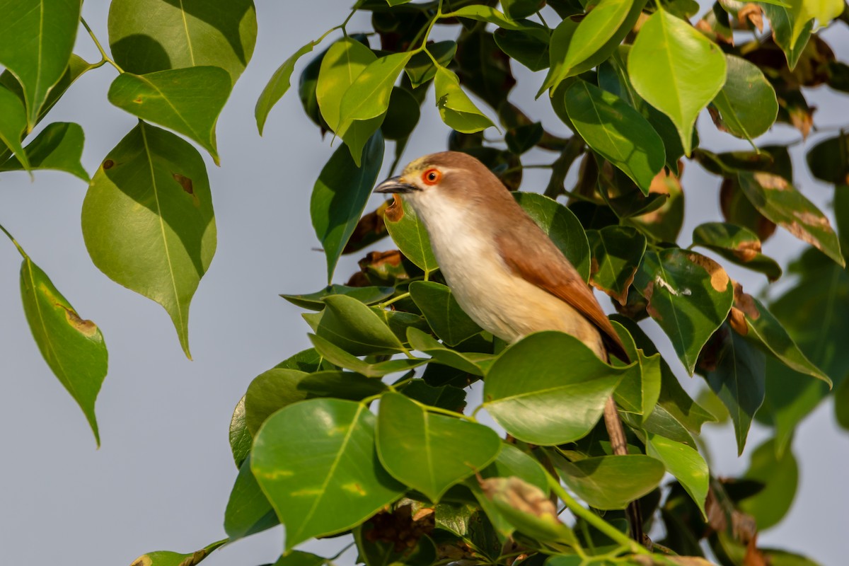 Yellow-eyed Babbler - ML216376901