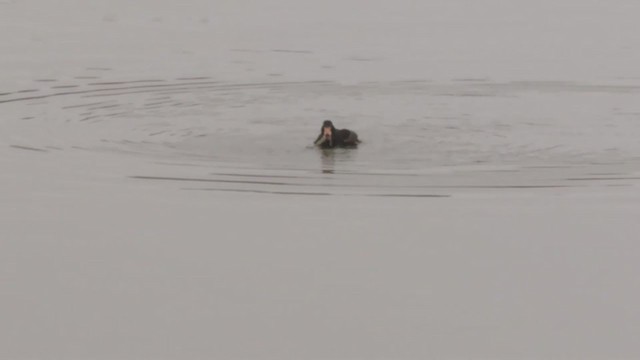 Surf Scoter - ML216377761