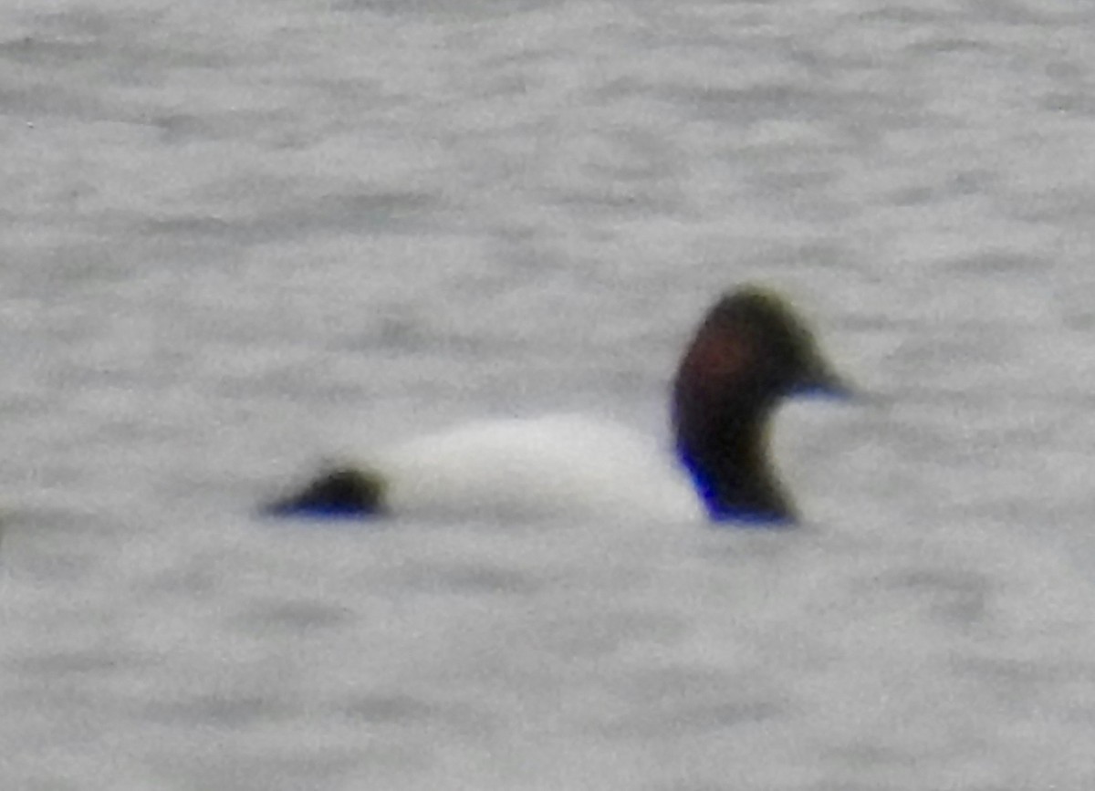 Canvasback - ML216383571