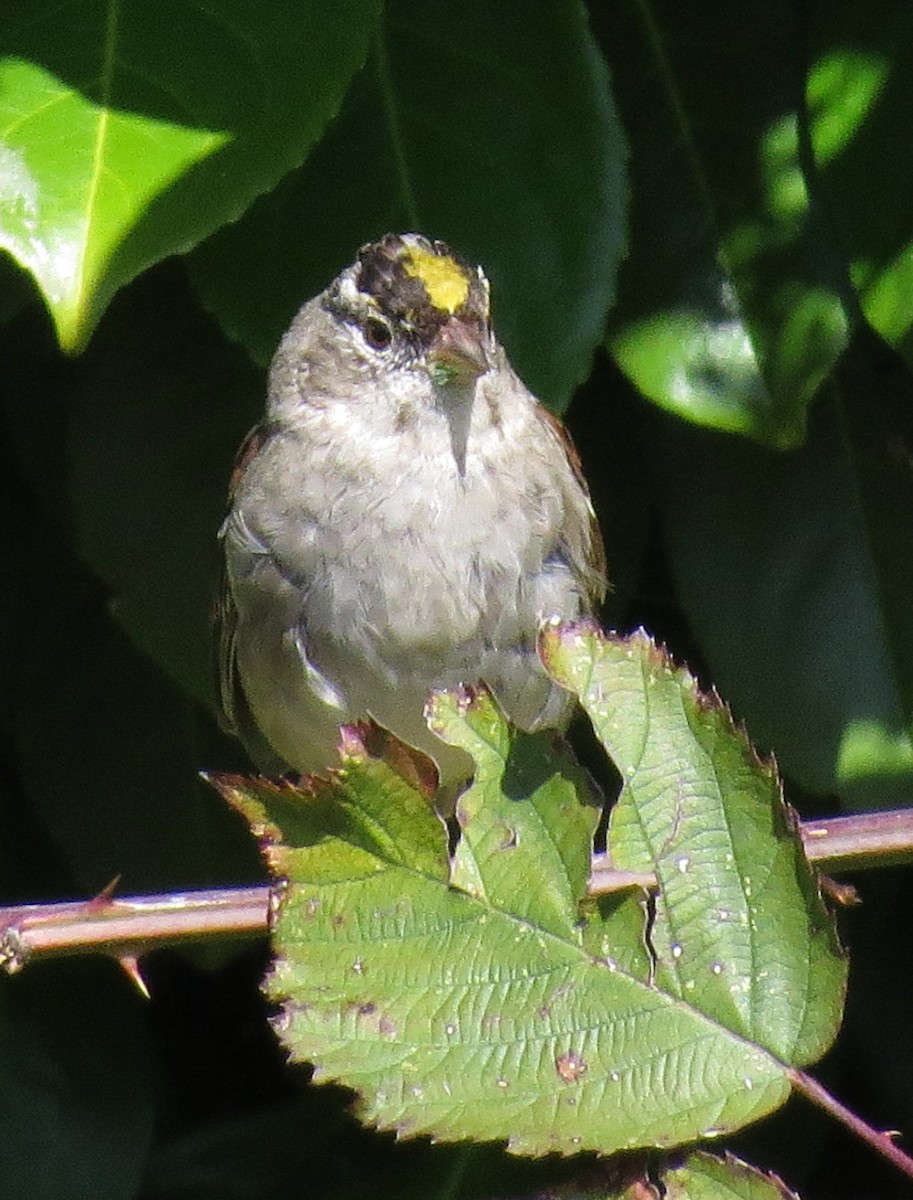 Golden-crowned Sparrow - ML216388031
