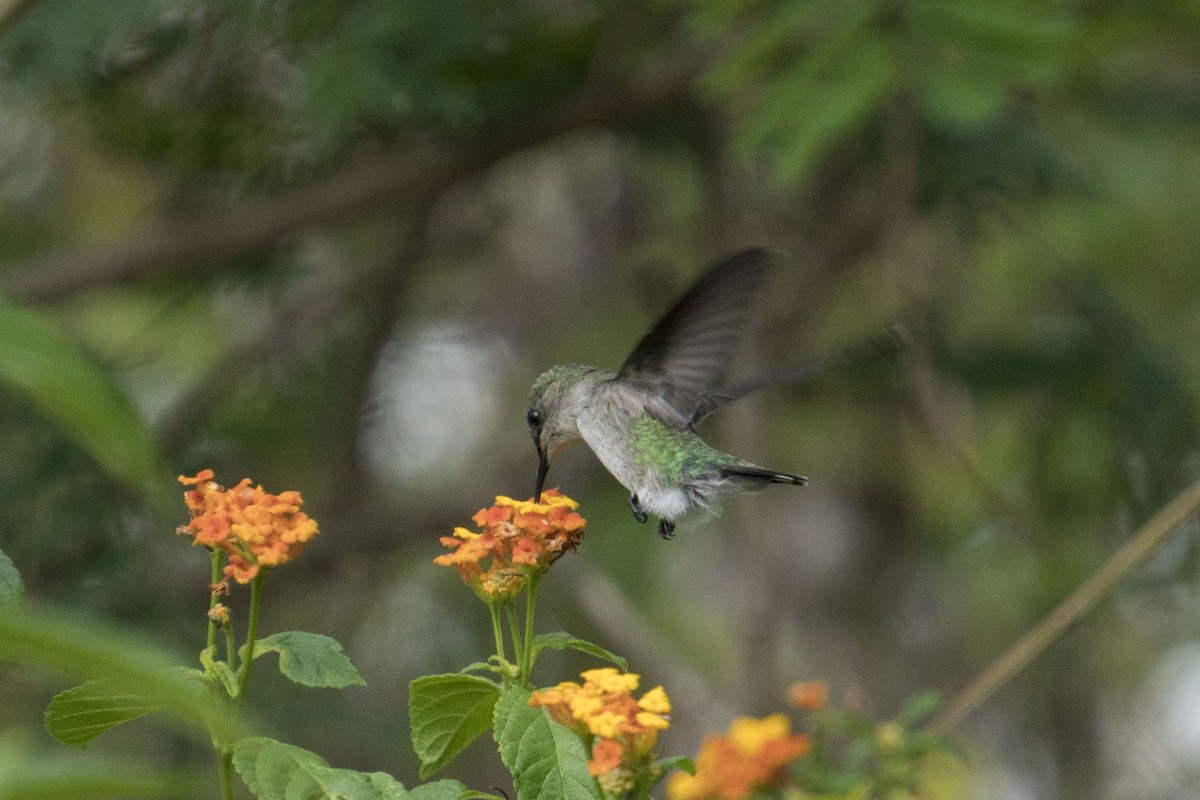 Vervain Hummingbird - Joey Negreann