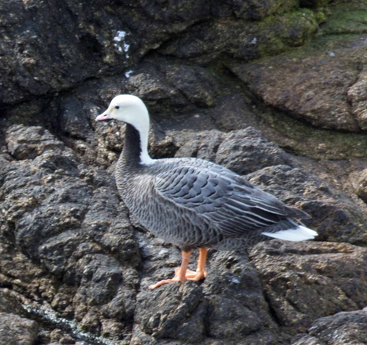 Emperor Goose - Malcolm Blanchard