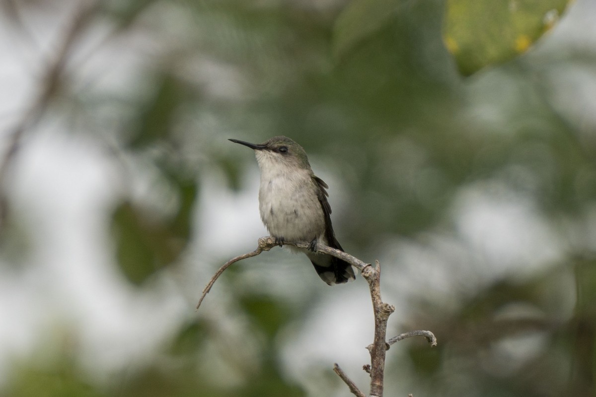 Vervain Hummingbird - Joey Negreann