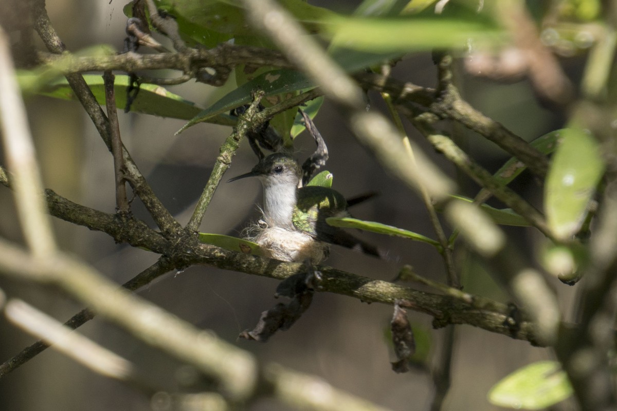 Vervain Hummingbird - ML216393221