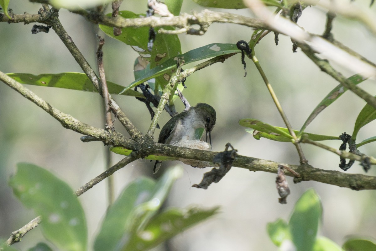 Vervain Hummingbird - Joey Negreann