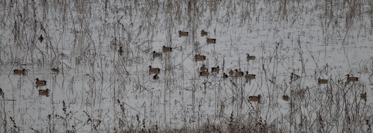 Blue-winged Teal - ML216393381