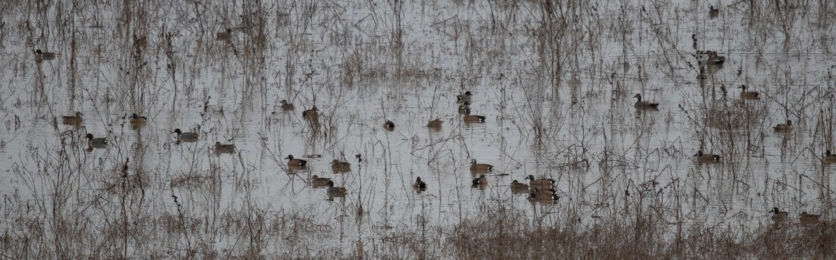 Blue-winged Teal - ML216393391