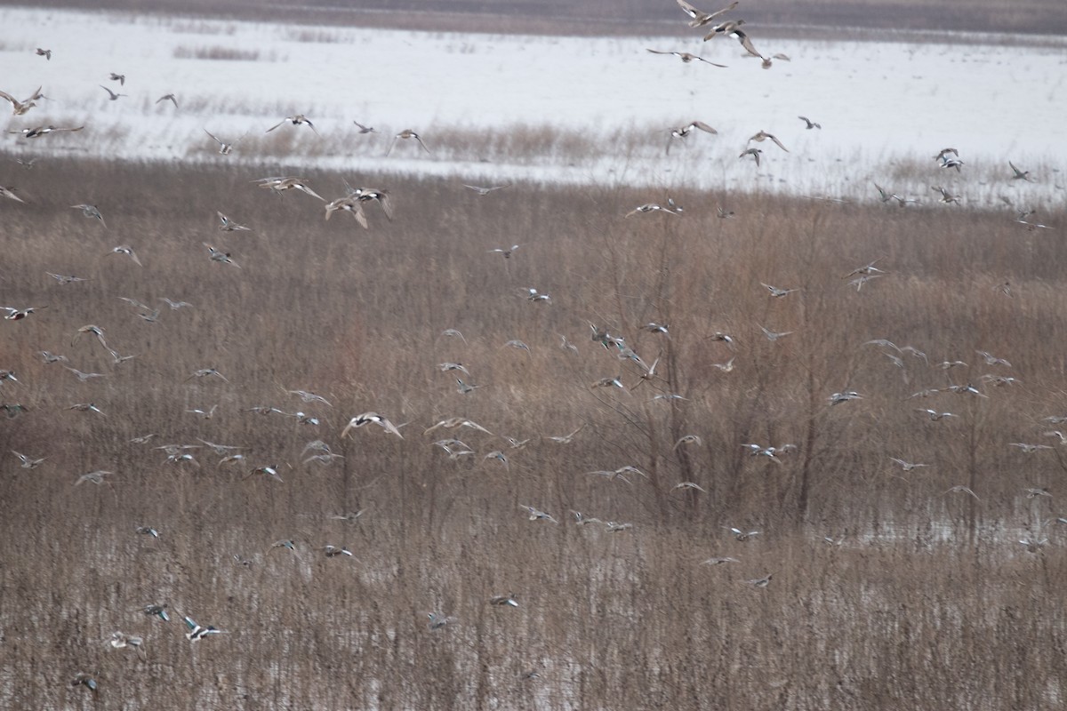 Green-winged Teal - ML216393621