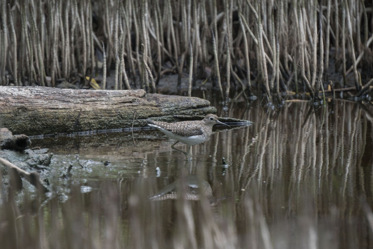 Solitary Sandpiper - ML216393991