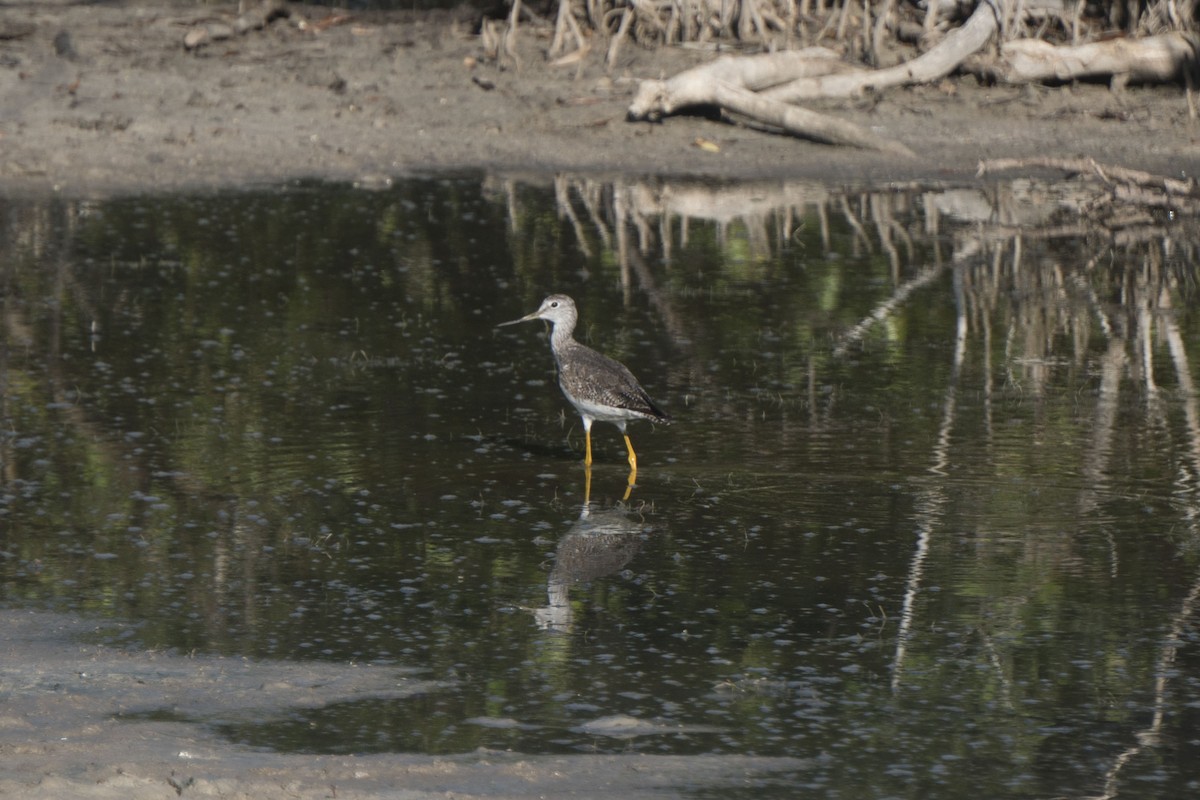 Greater Yellowlegs - ML216395011