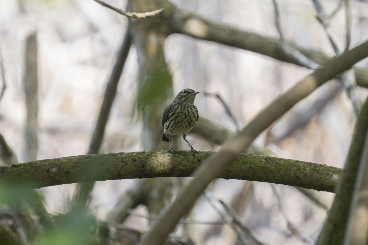 Northern Waterthrush - ML216396511