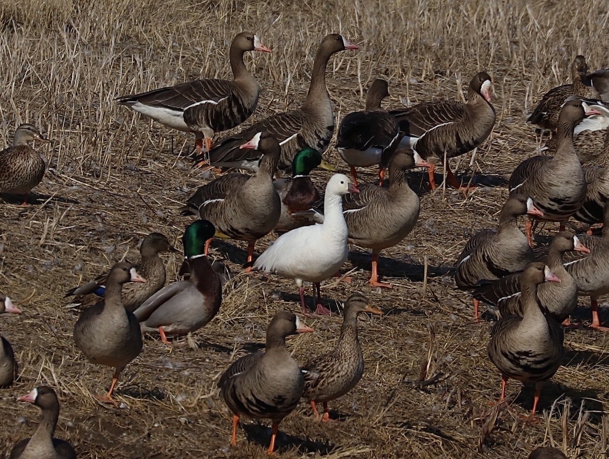 Ross's Goose - ML216396791