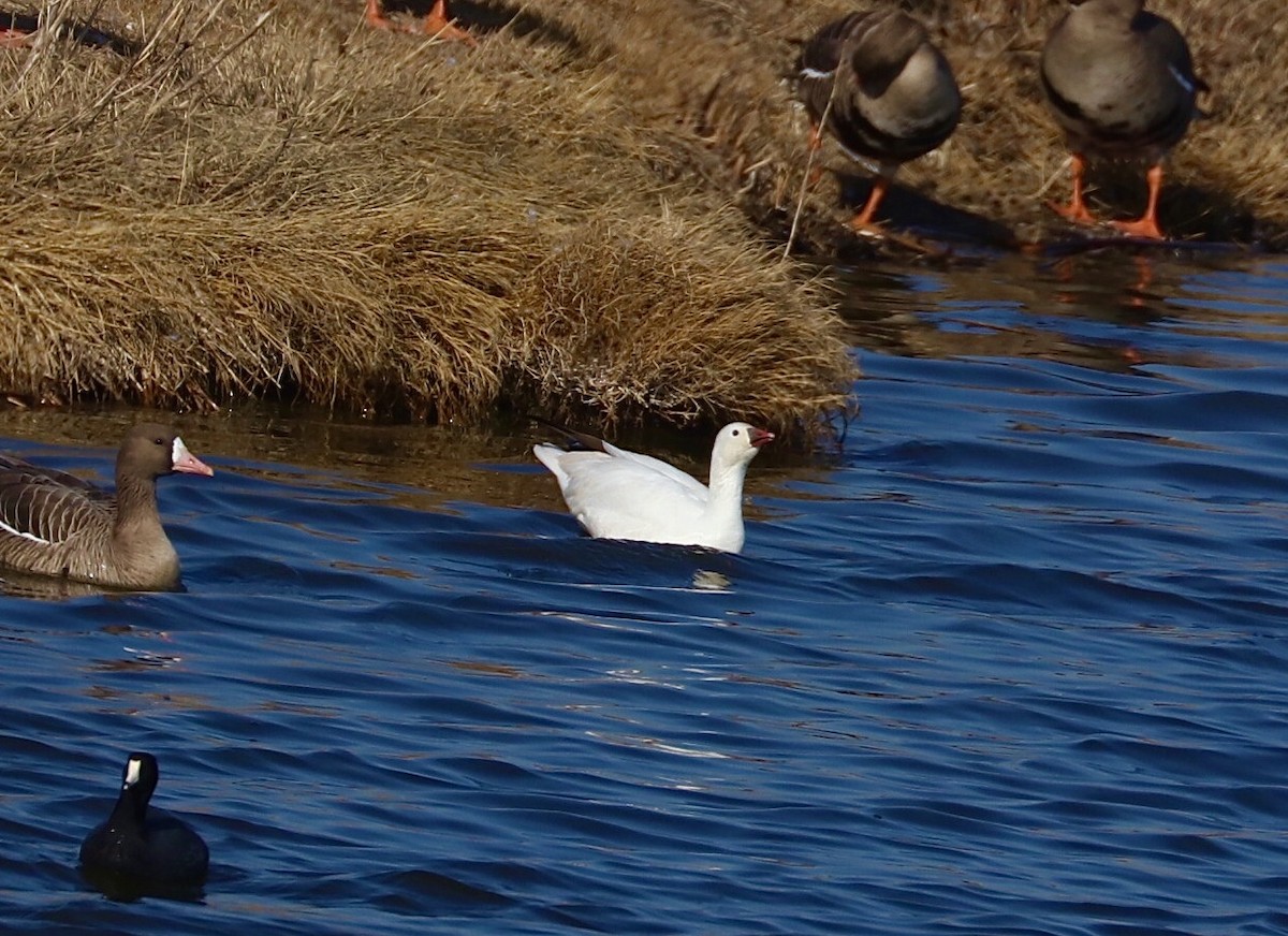 Ross's Goose - ML216396811