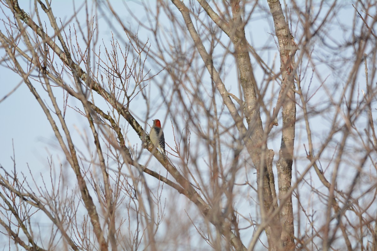Red-bellied Woodpecker - ML21639791