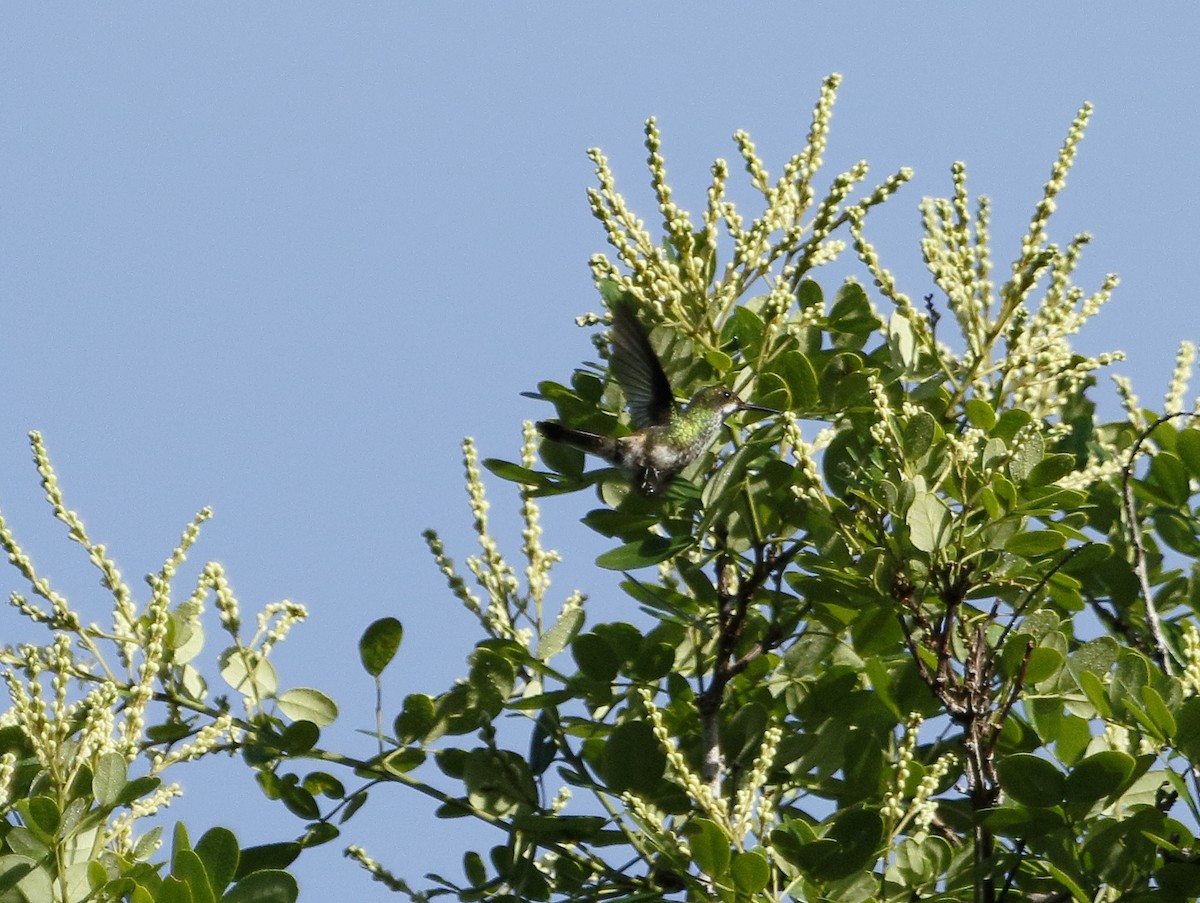 kolibřík pálkoocasý - ML216397921