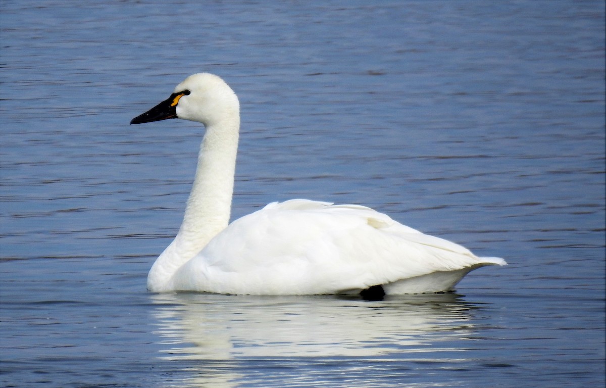 Tundra Swan - ML216398551