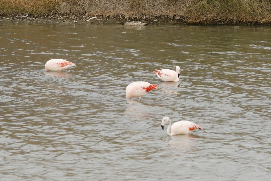 Şili Flamingosu - ML216400741