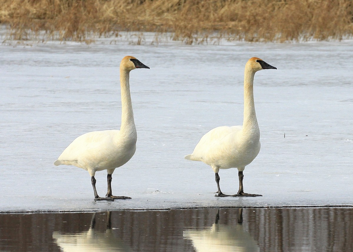 Trumpeter Swan - ML216407251