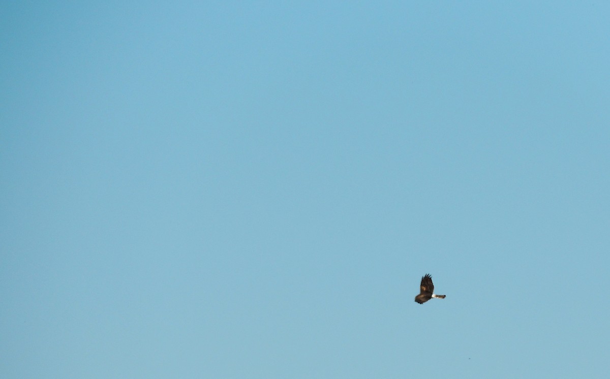 Northern Harrier - Jenn Murphy