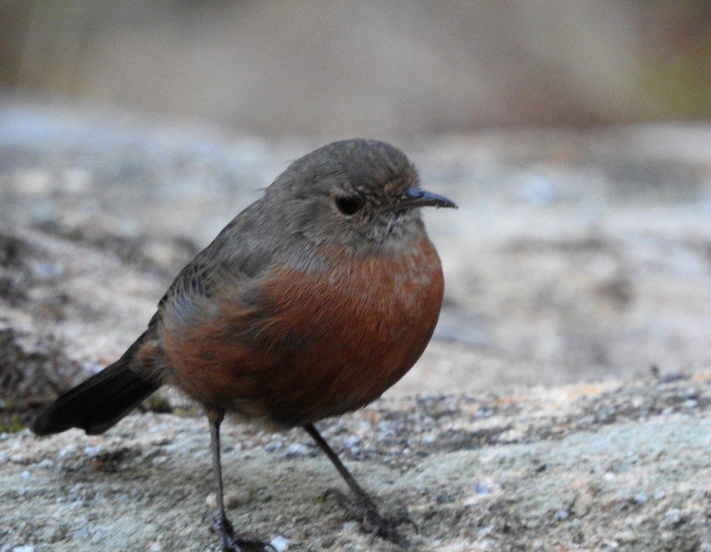 Rockwarbler - ML216409561