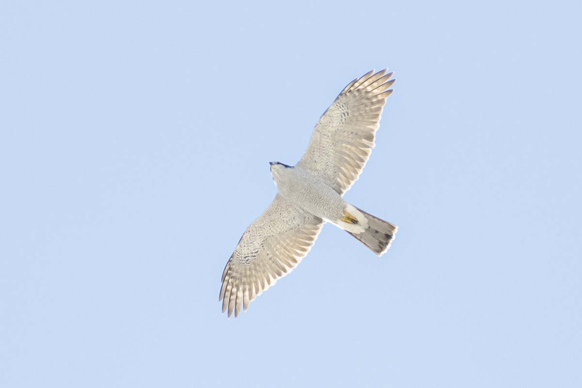 American Goshawk - Anonymous