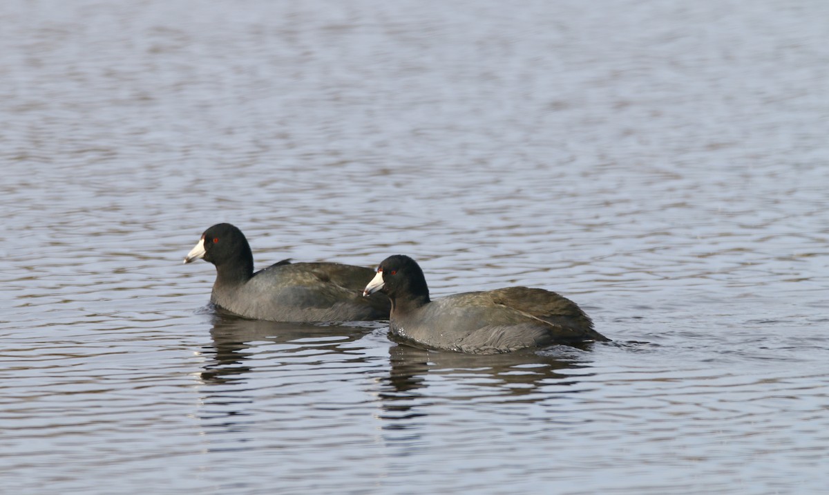 American Coot - Devin Griffiths