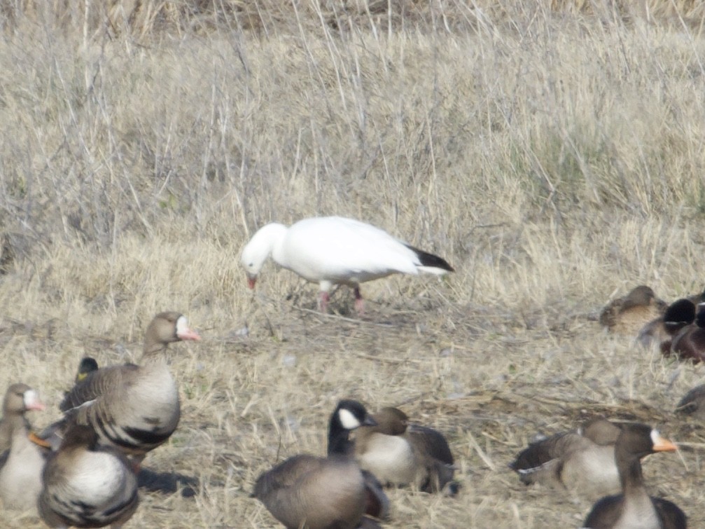 Ross's Goose - ML216413261