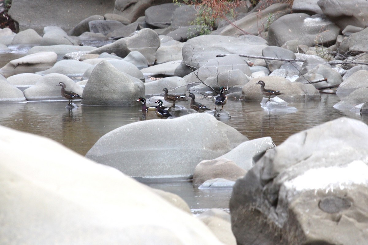 Wood Duck - ML21641391