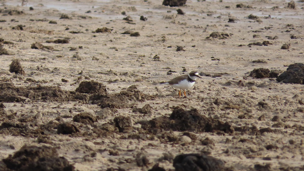 Little Ringed Plover - Jo Culican