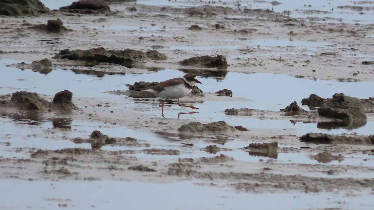 Little Ringed Plover - ML216417821