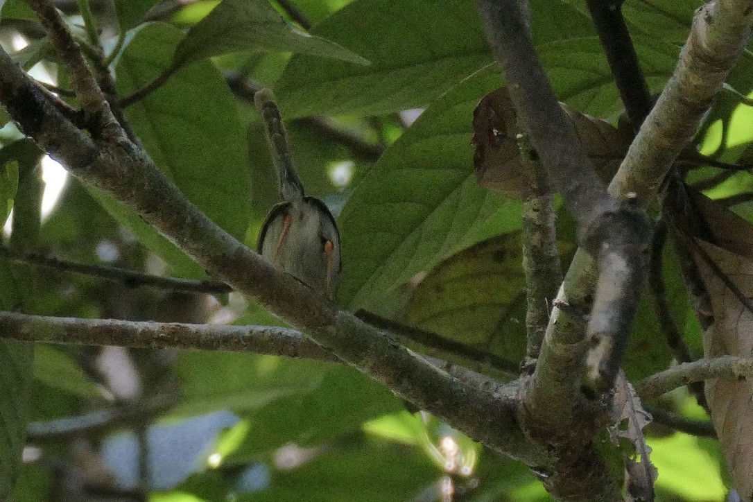 Ashy Tailorbird - John Beckworth