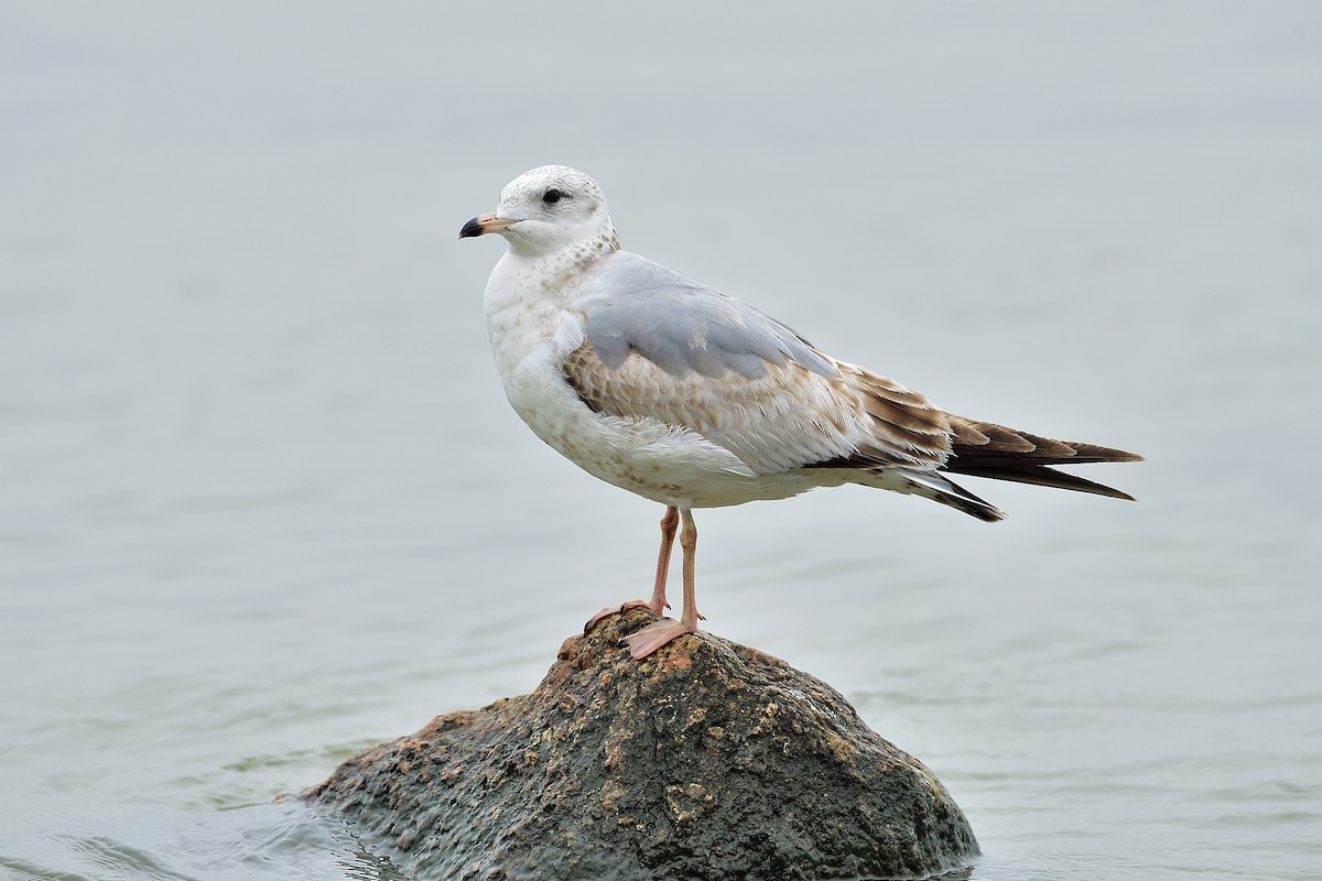 Common Gull - ML216418021