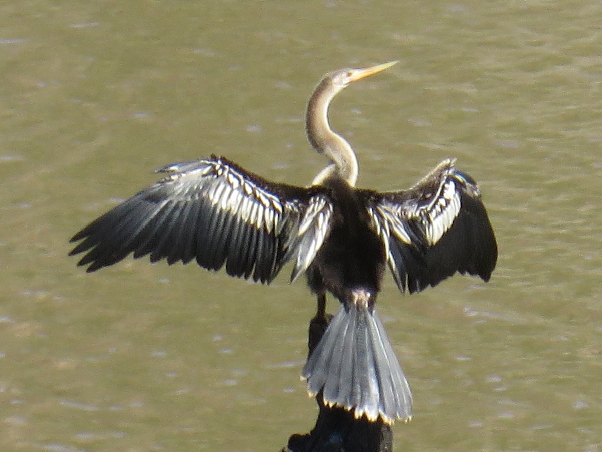 Anhinga d'Amérique - ML216418591