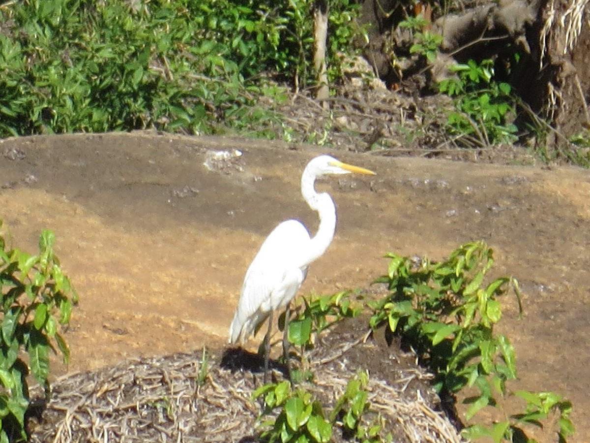 Great Egret - ML216418891