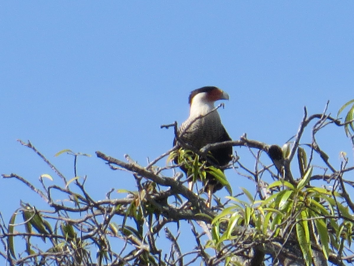 Crested Caracara (Northern) - ML216419191