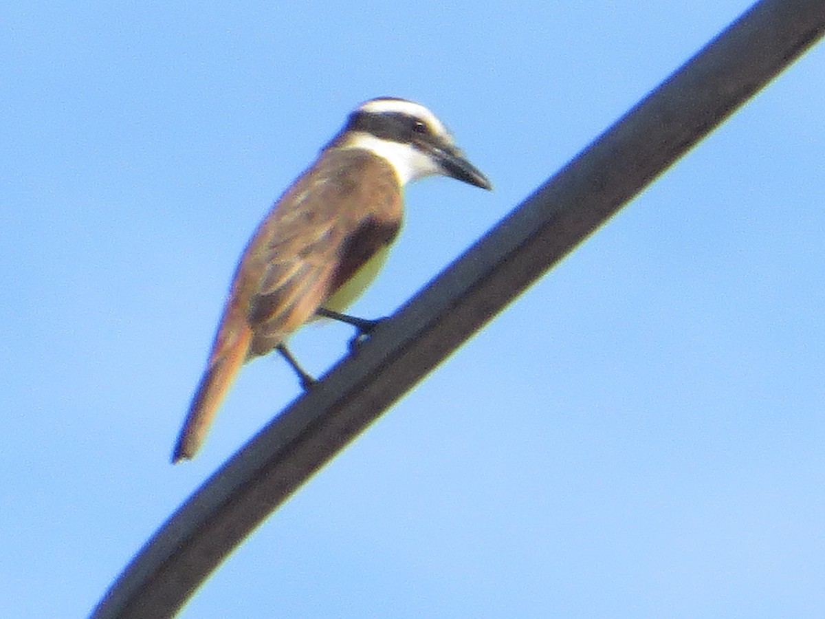 Boat-billed Flycatcher - ML216419401