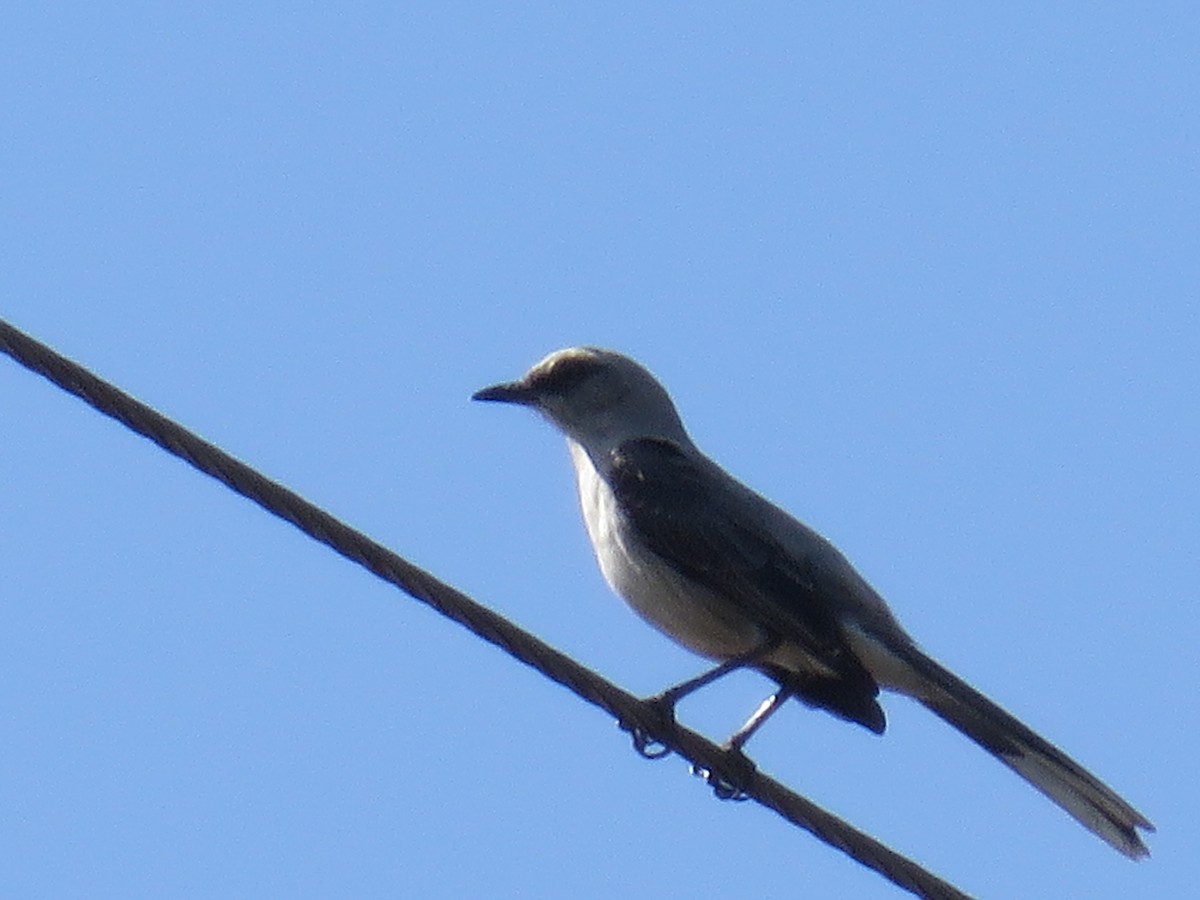 Tropical Mockingbird - ML216419491