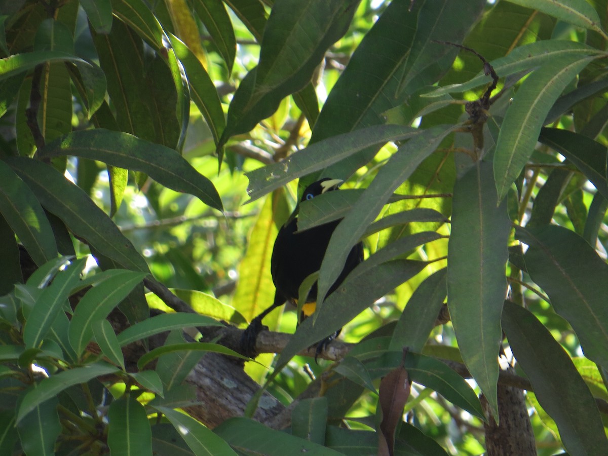 Yellow-rumped Cacique (Amazonian) - ML216419571