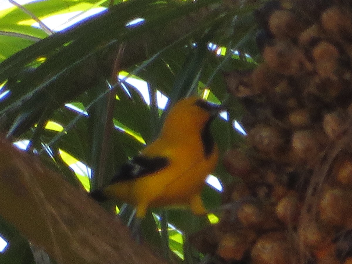 Yellow Oriole - ML216419651