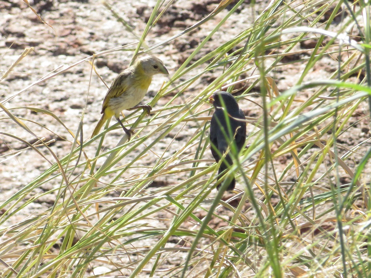 Saffron Finch - ML216419781