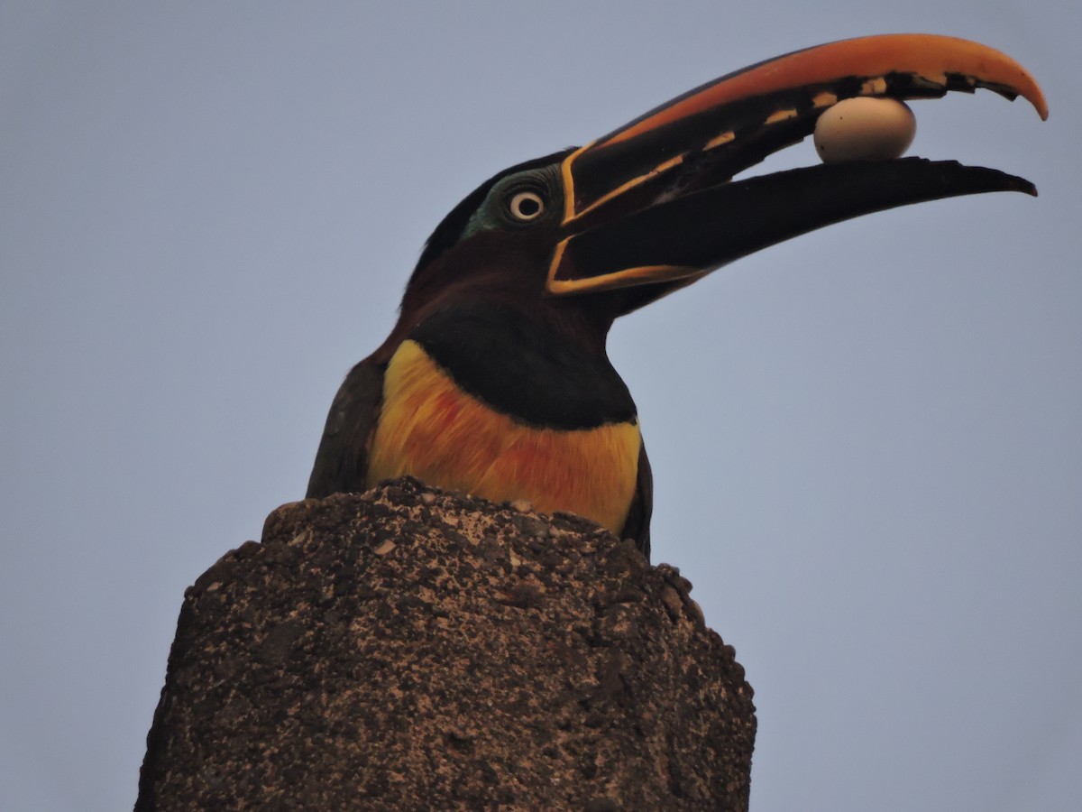 Chestnut-eared Aracari - ML216420371